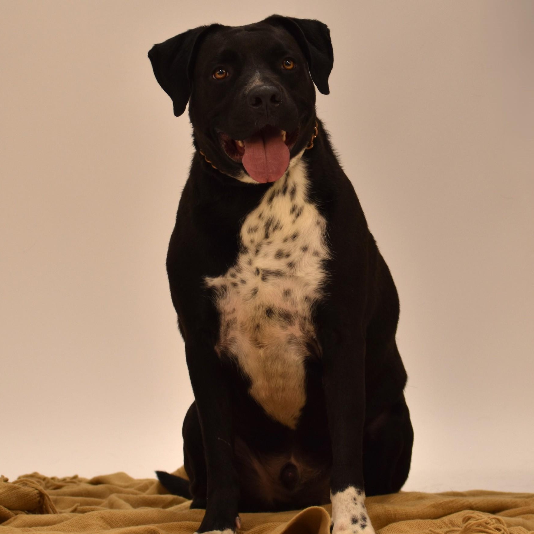 Elijah, a Adoptable mixed breed in Troy, NY image 3/6