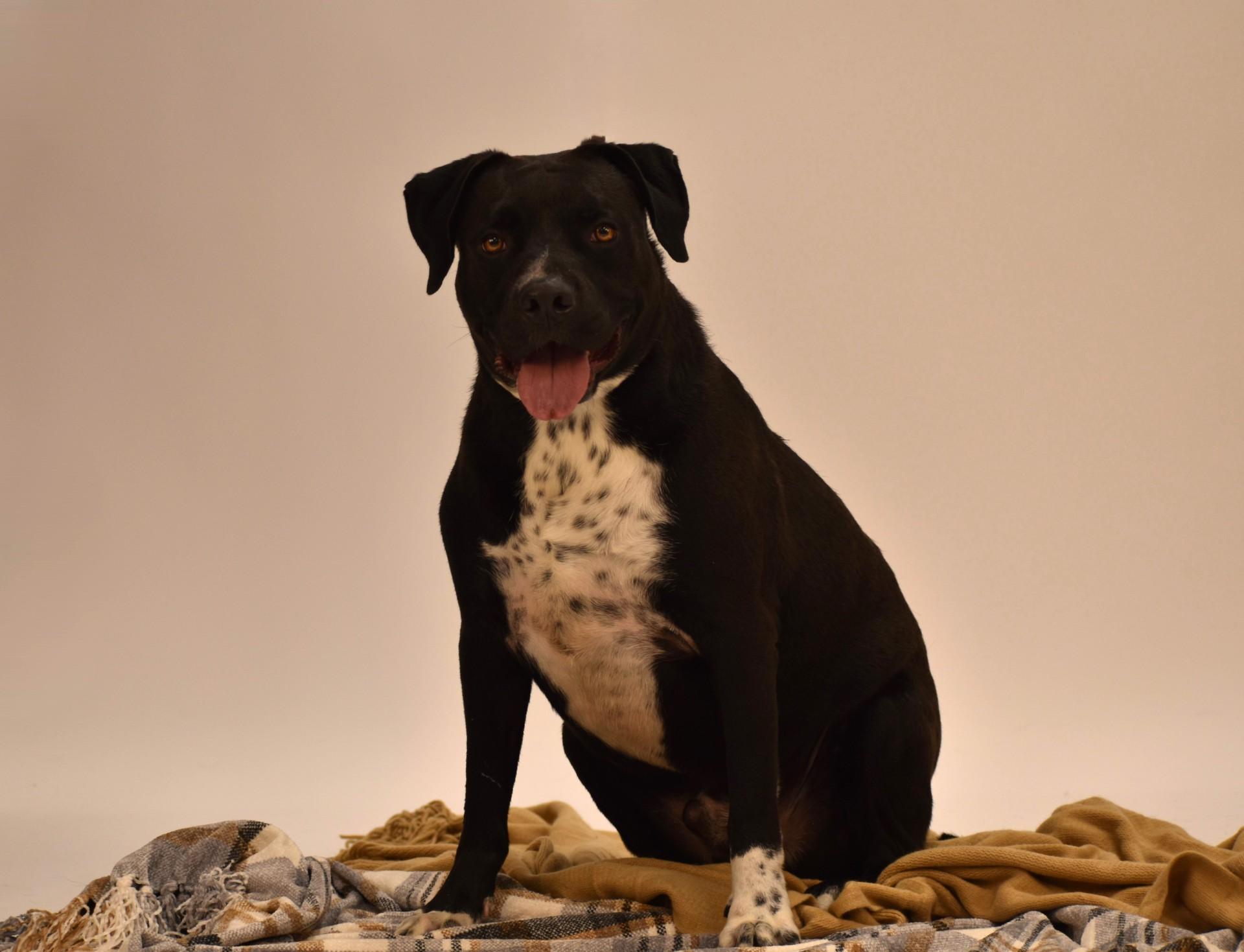 Elijah, a Adoptable mixed breed in Troy, NY image 5/5