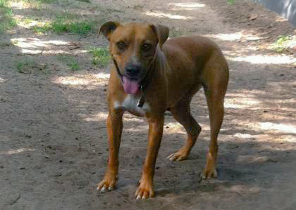 MJ/Mary Jane, a Adoptable mixed breed in Hollywood, SC image 1/10