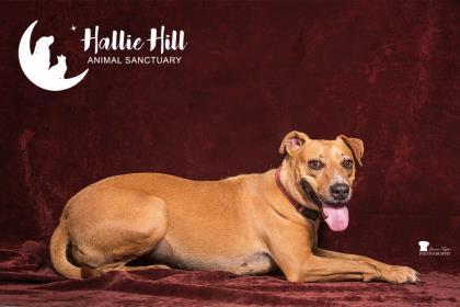 MJ/Mary Jane, a Adoptable mixed breed in Hollywood, SC image 2/10