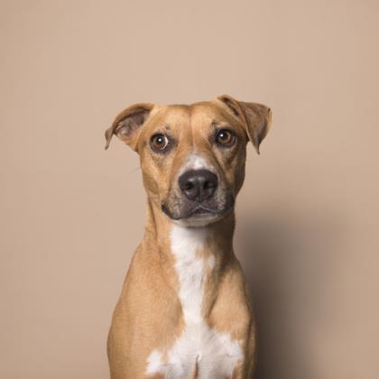 MJ/Mary Jane, a Adoptable mixed breed in Hollywood, SC image 3/10