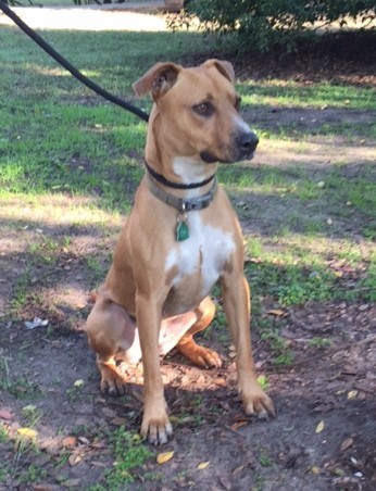 MJ/Mary Jane, a Adoptable mixed breed in Hollywood, SC image 4/10