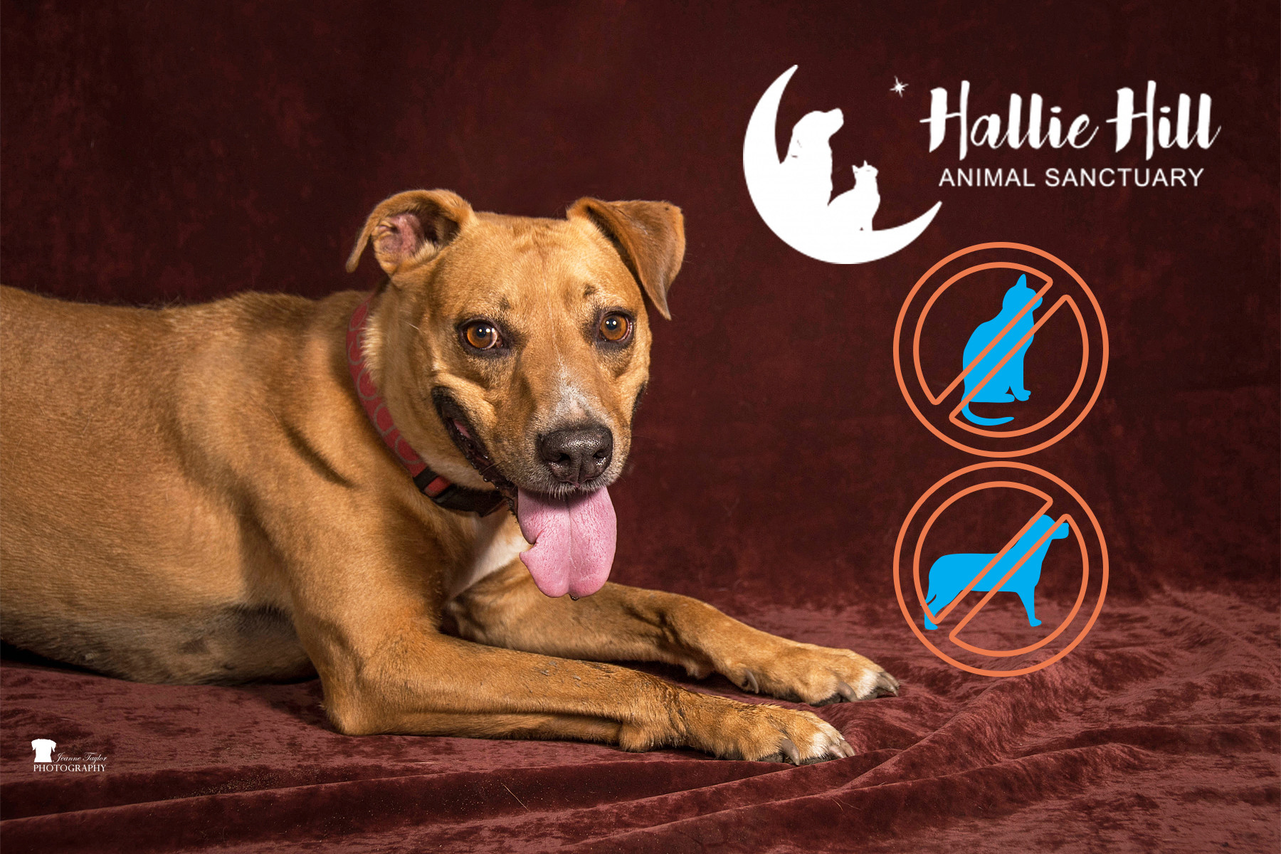MJ/Mary Jane, a Adoptable mixed breed in Hollywood, SC image 5/10