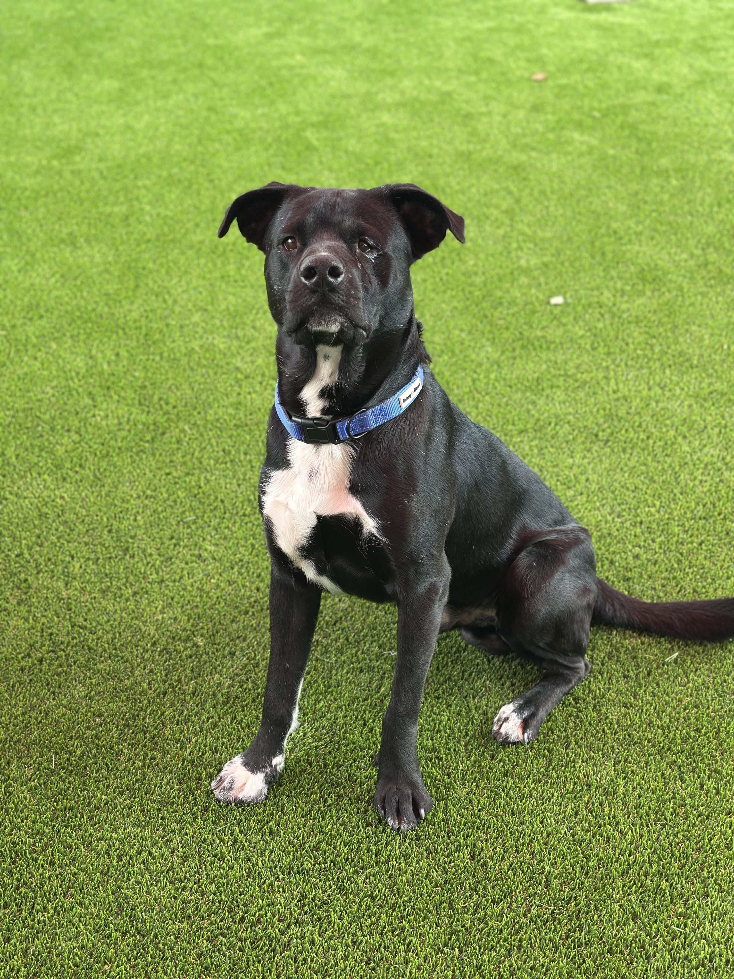 Porter, a Adoptable mixed breed in Glendale, AZ image 1/3