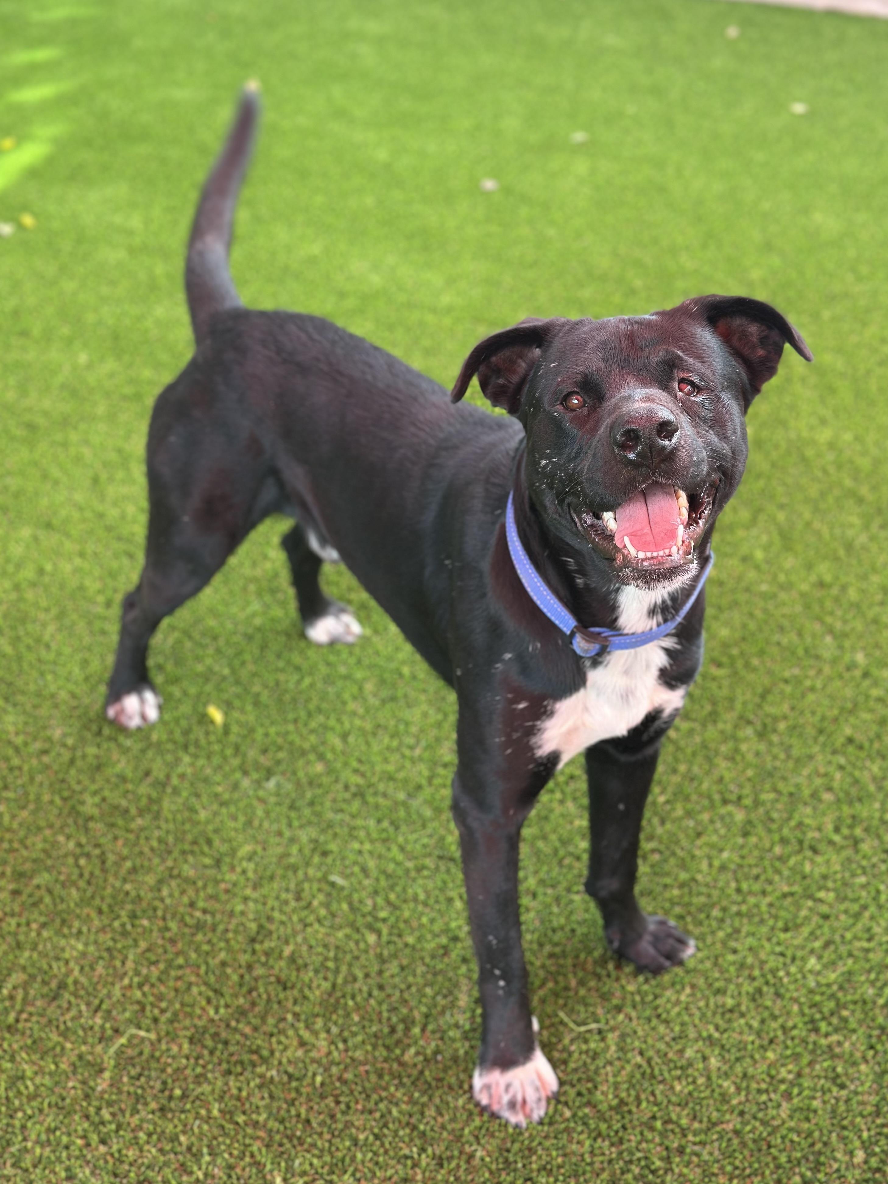 Porter, a Adoptable mixed breed in Glendale, AZ image 2/3