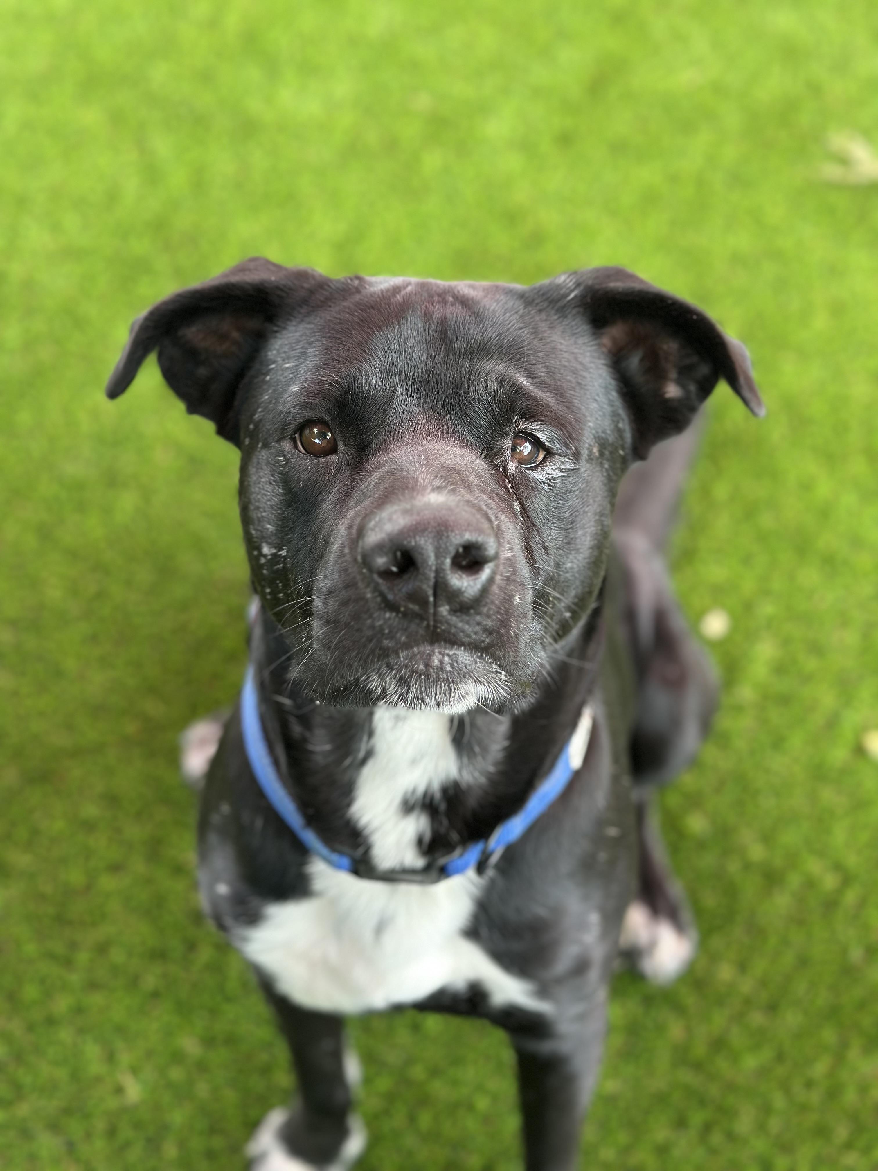 Porter, a Adoptable mixed breed in Glendale, AZ image 3/3