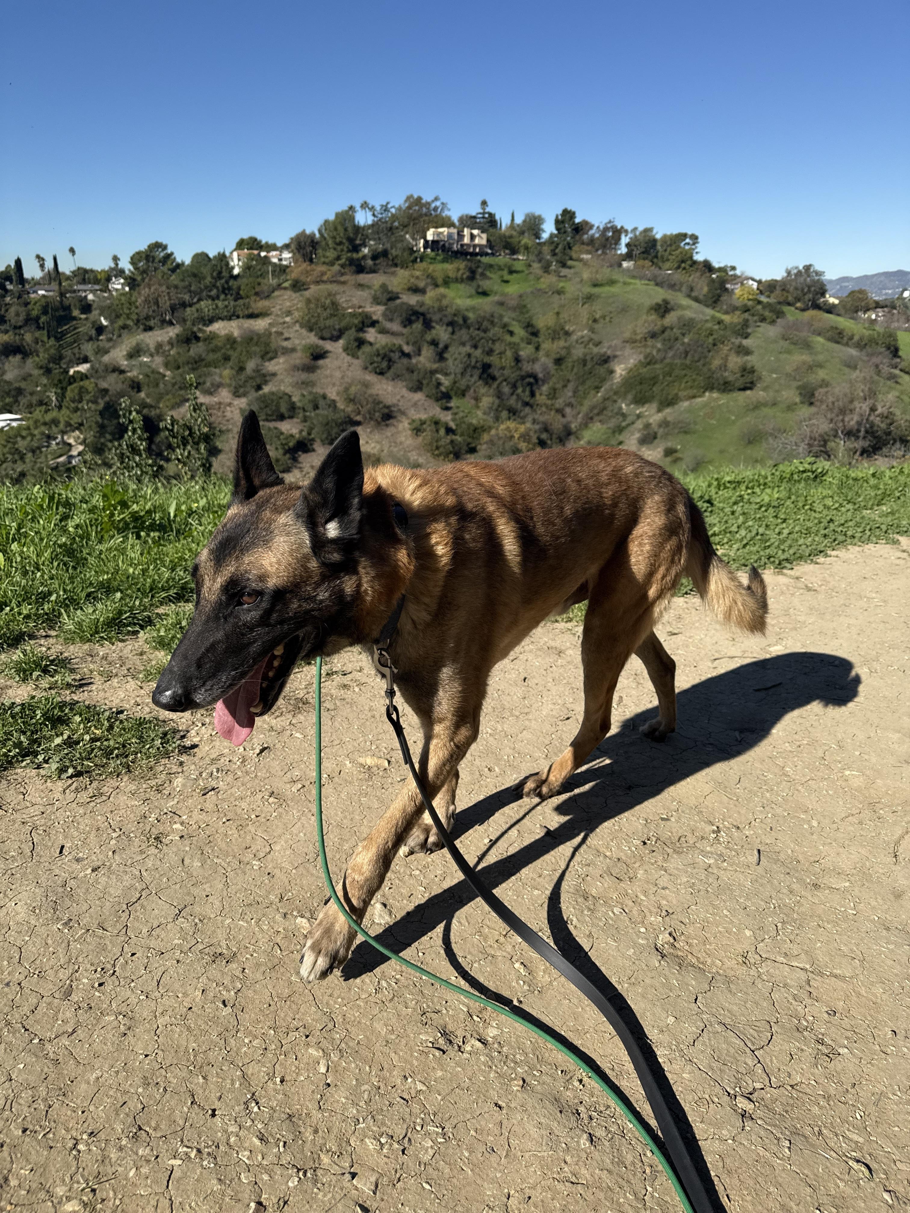Cyrus, Adoptable, Adult Male Belgian Shepherd / Malinois.