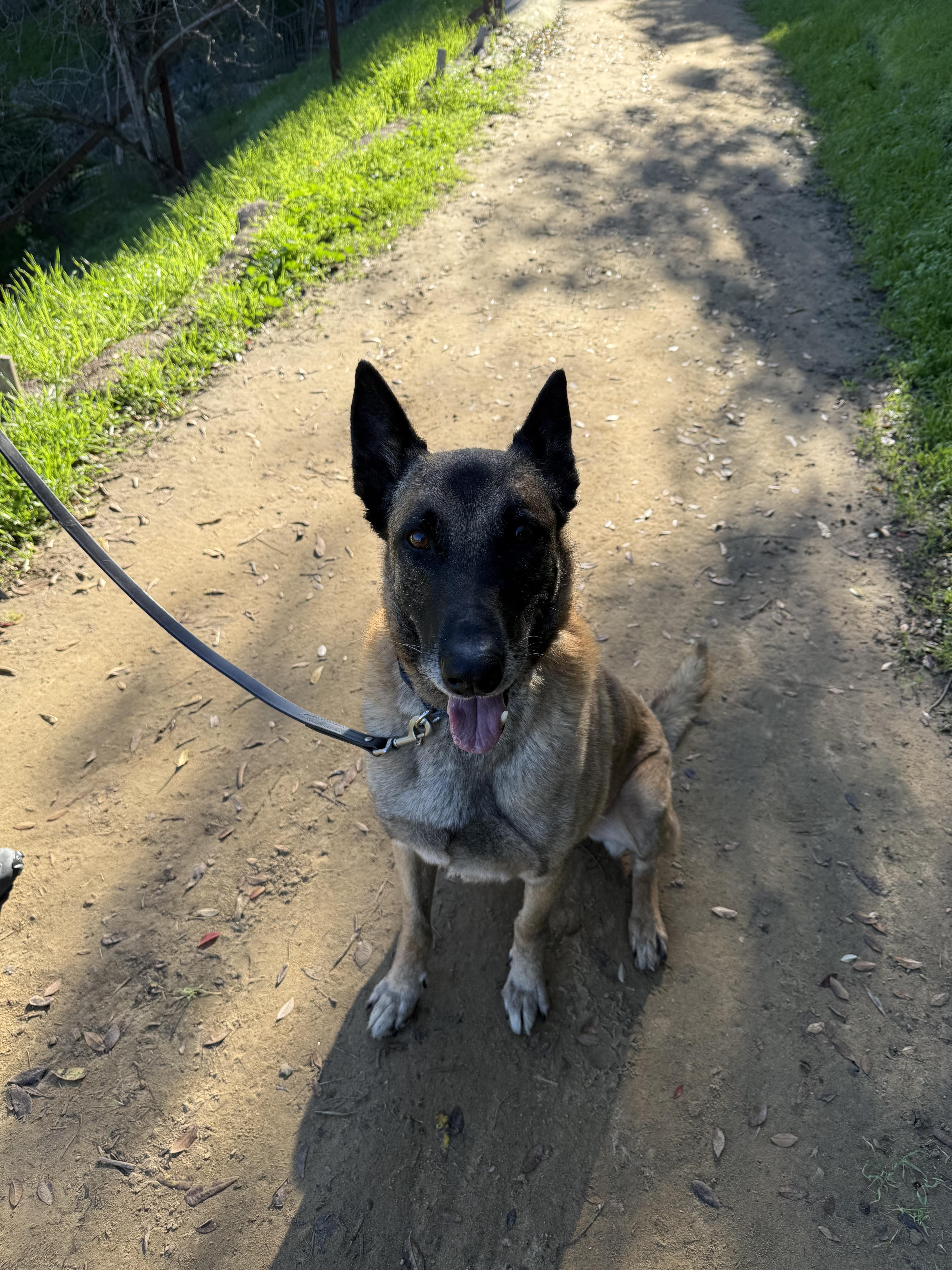 Enlarge Cyrus, a Adoptable Belgian Shepherd / Malinois in Vancouver, WA image 3/6