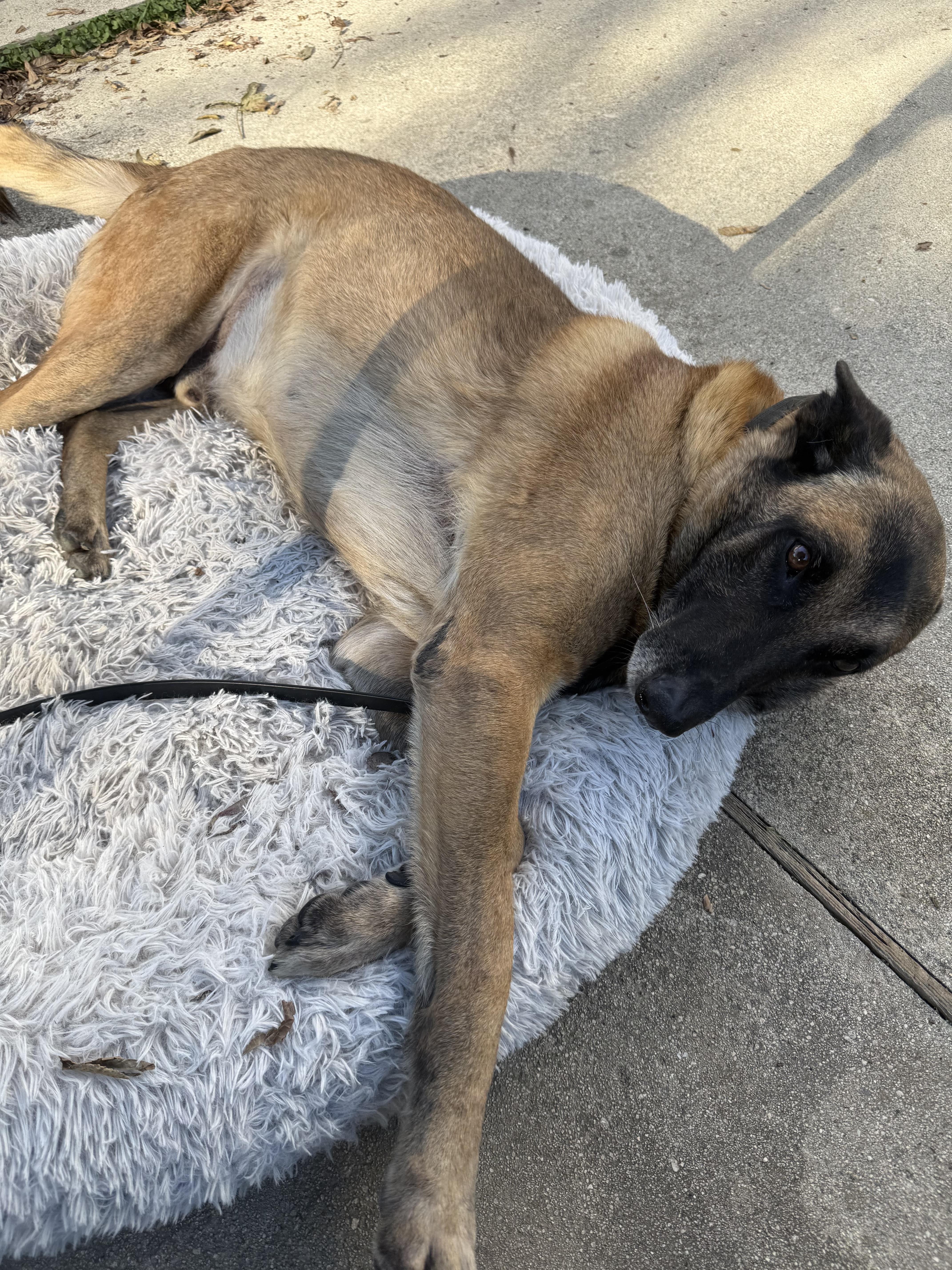 Enlarge Cyrus, a Adoptable Belgian Shepherd / Malinois in Vancouver, WA image 4/6