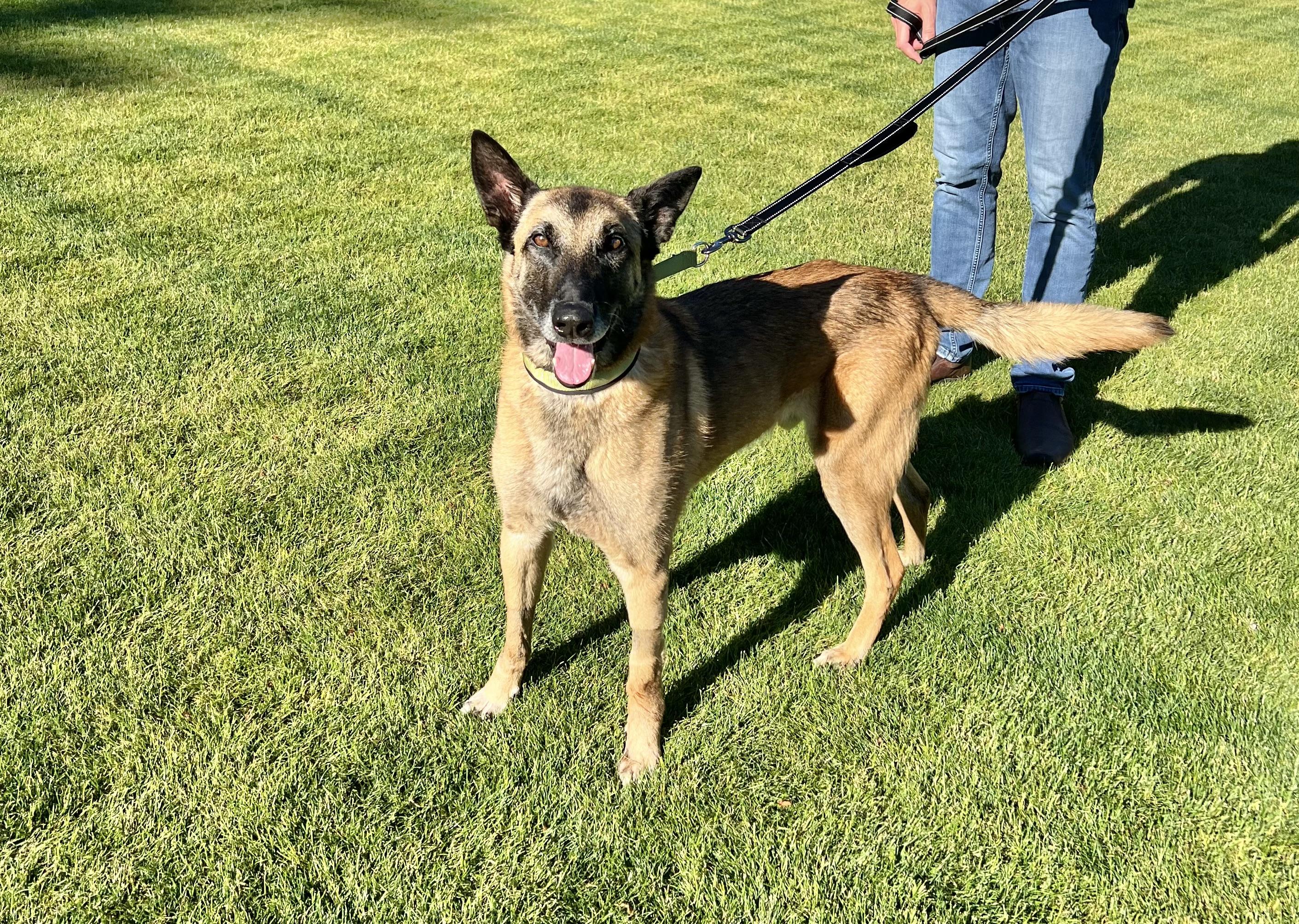 Enlarge Cyrus, a Adoptable Belgian Shepherd / Malinois in Vancouver, WA image 4/6