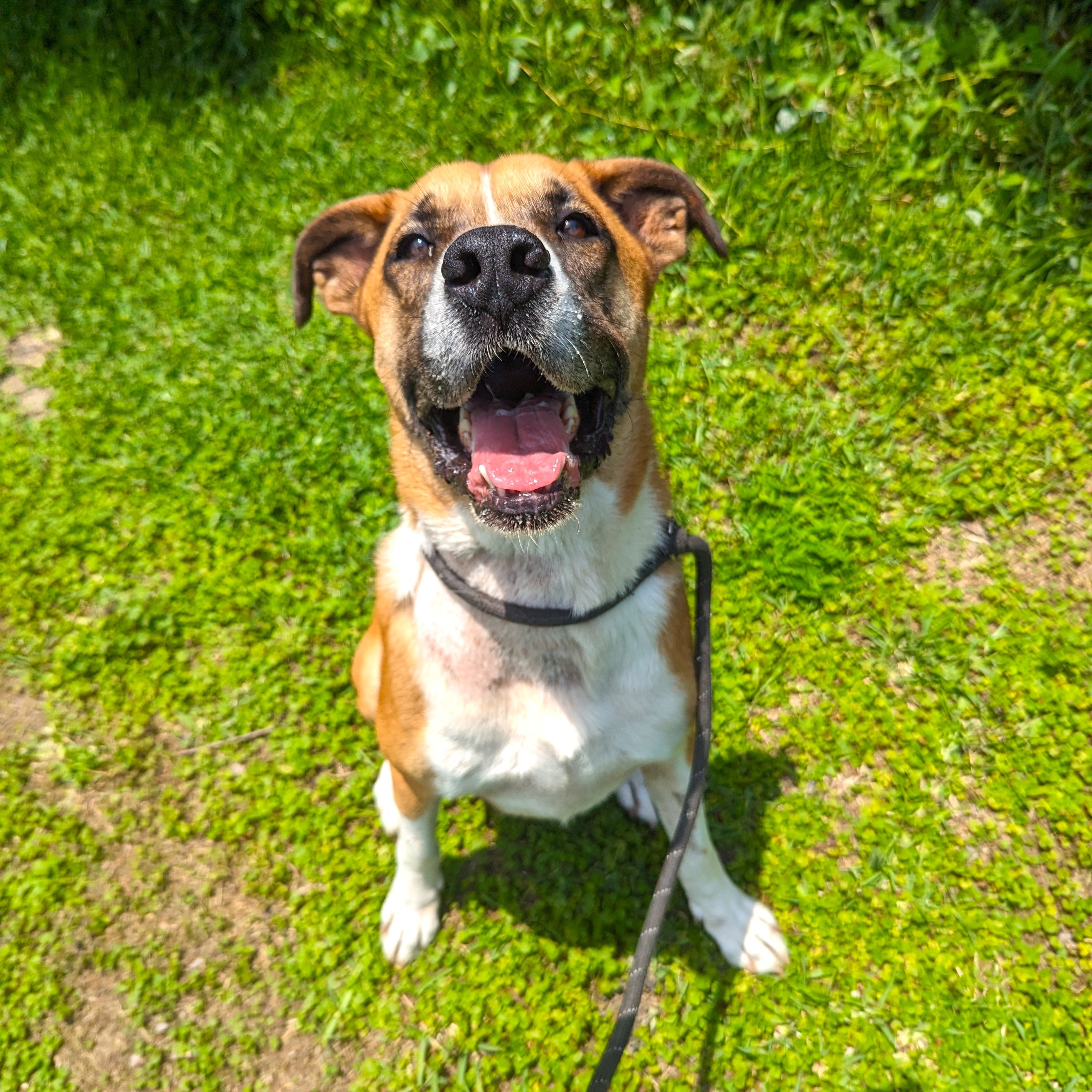 Flan, a Adopted Boxer in angleton, TX image 1/5