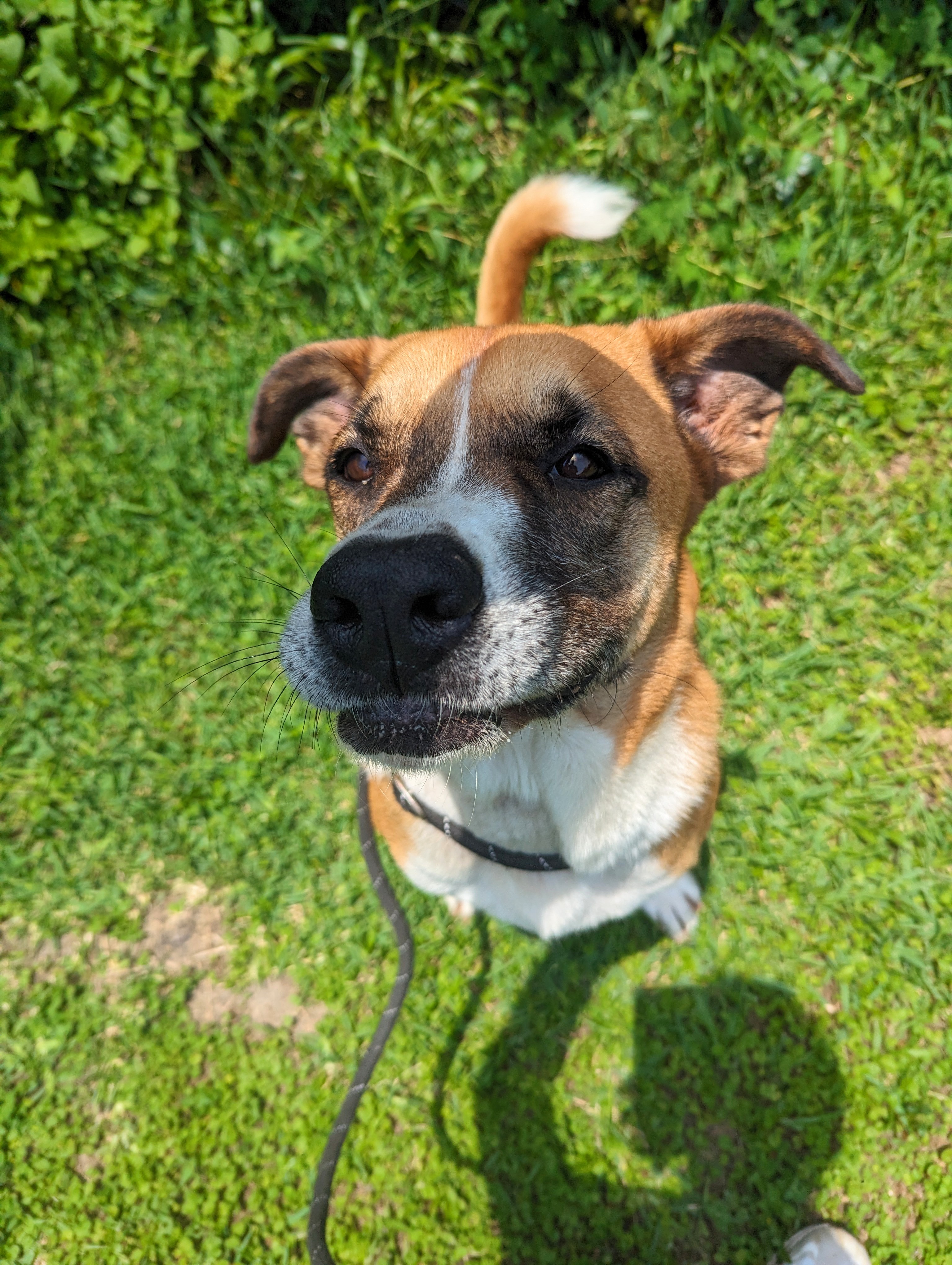 Flan, a Adopted Boxer in angleton, TX image 4/5