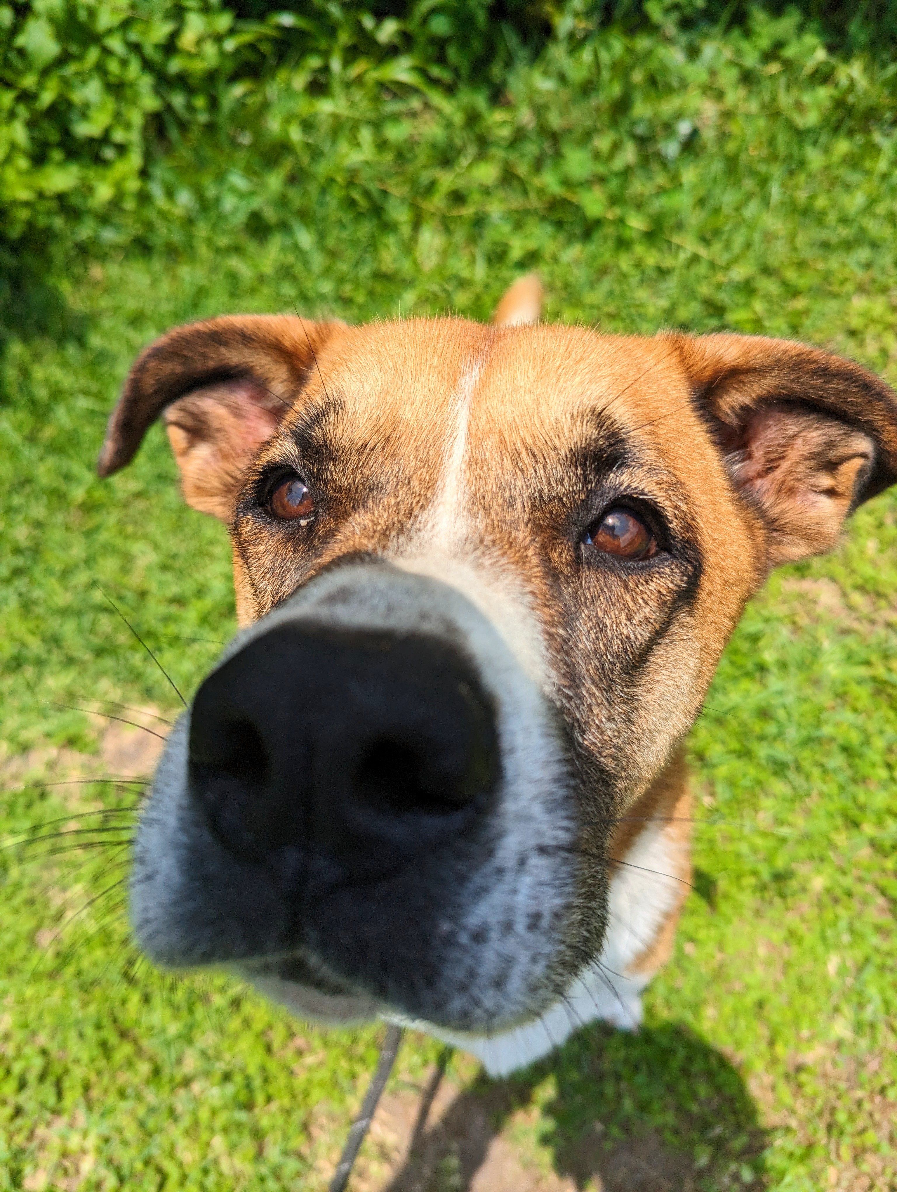 Flan, a Adopted Boxer in angleton, TX image 3/5