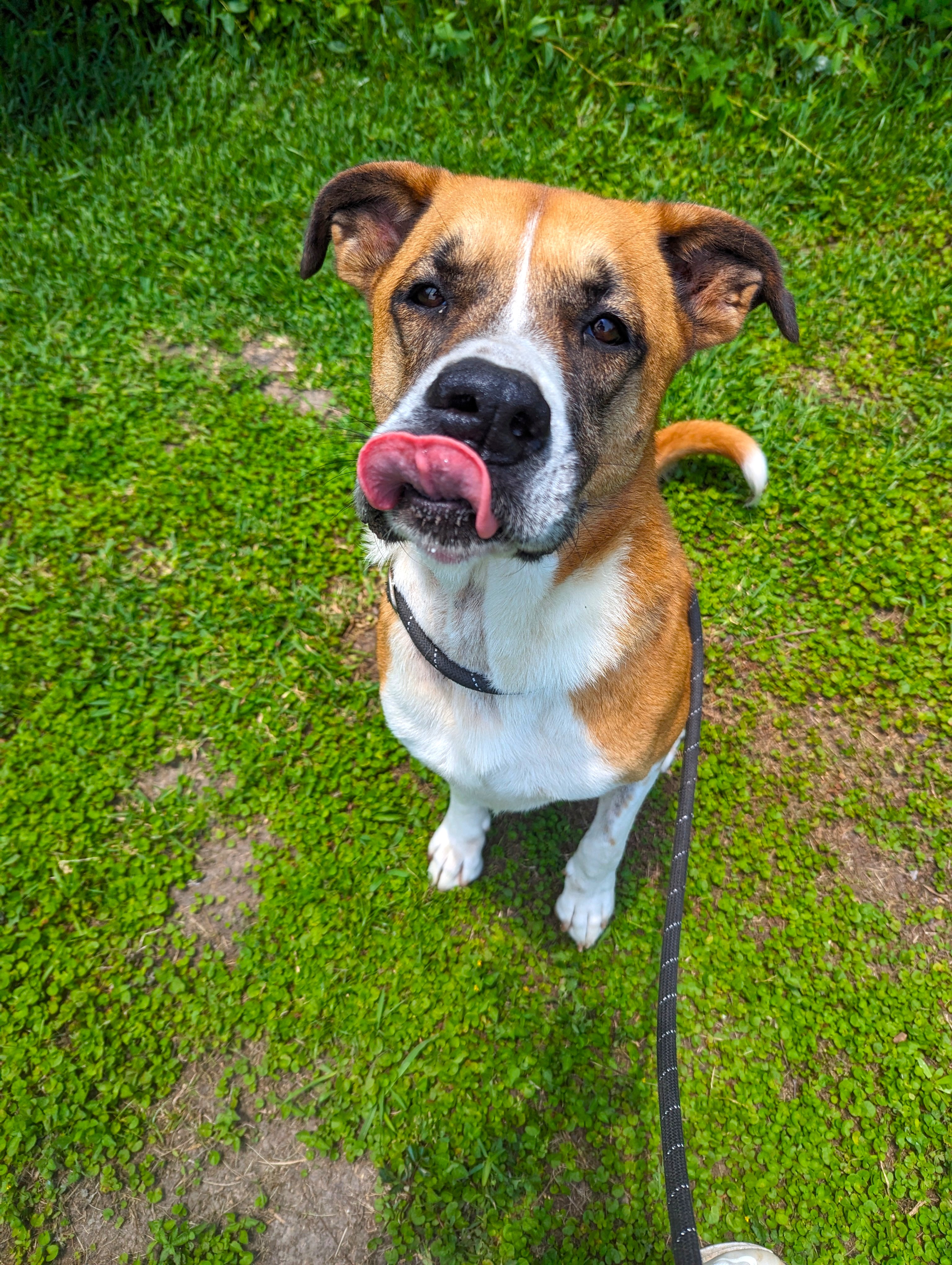 Flan, a Adopted Boxer in angleton, TX image 5/5
