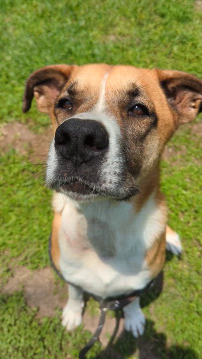 Enlarge Flan, a Adopted Boxer in angleton, TX video 2/5