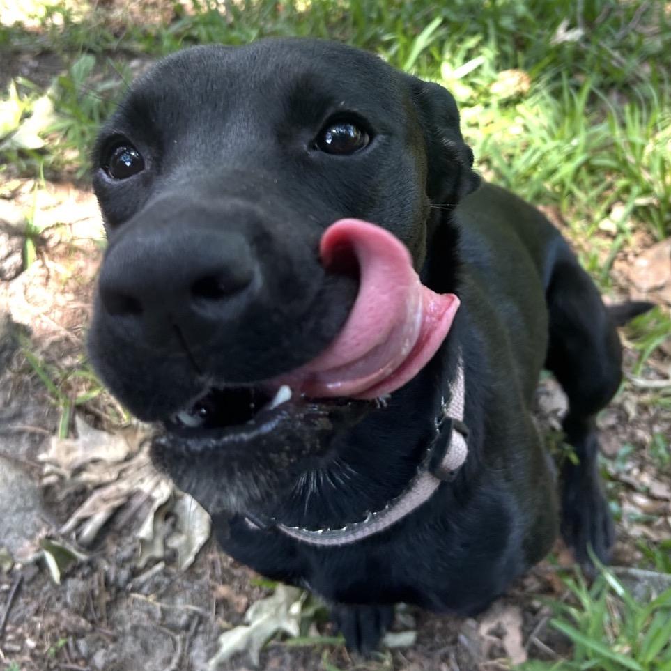Louisa, a Adoptable mixed breed in Gulfport, MS image 1/6