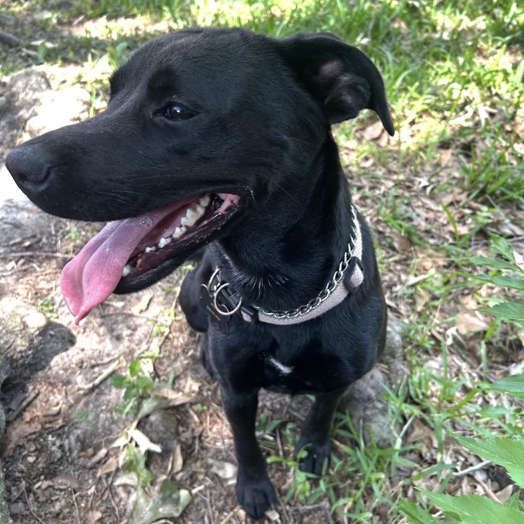 Louisa, a Adoptable mixed breed in Gulfport, MS image 2/6