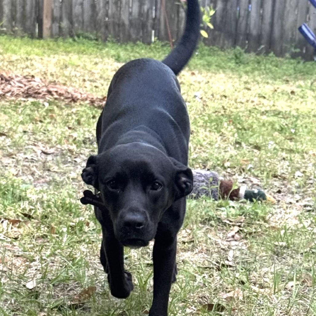 Louisa, a Adoptable mixed breed in Gulfport, MS image 3/6