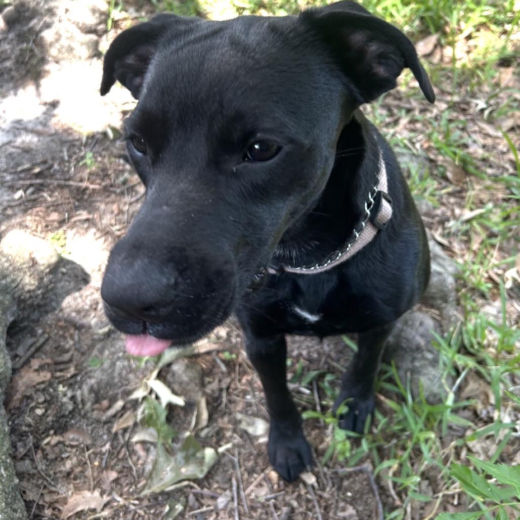 Louisa, a Adoptable mixed breed in Gulfport, MS image 4/6