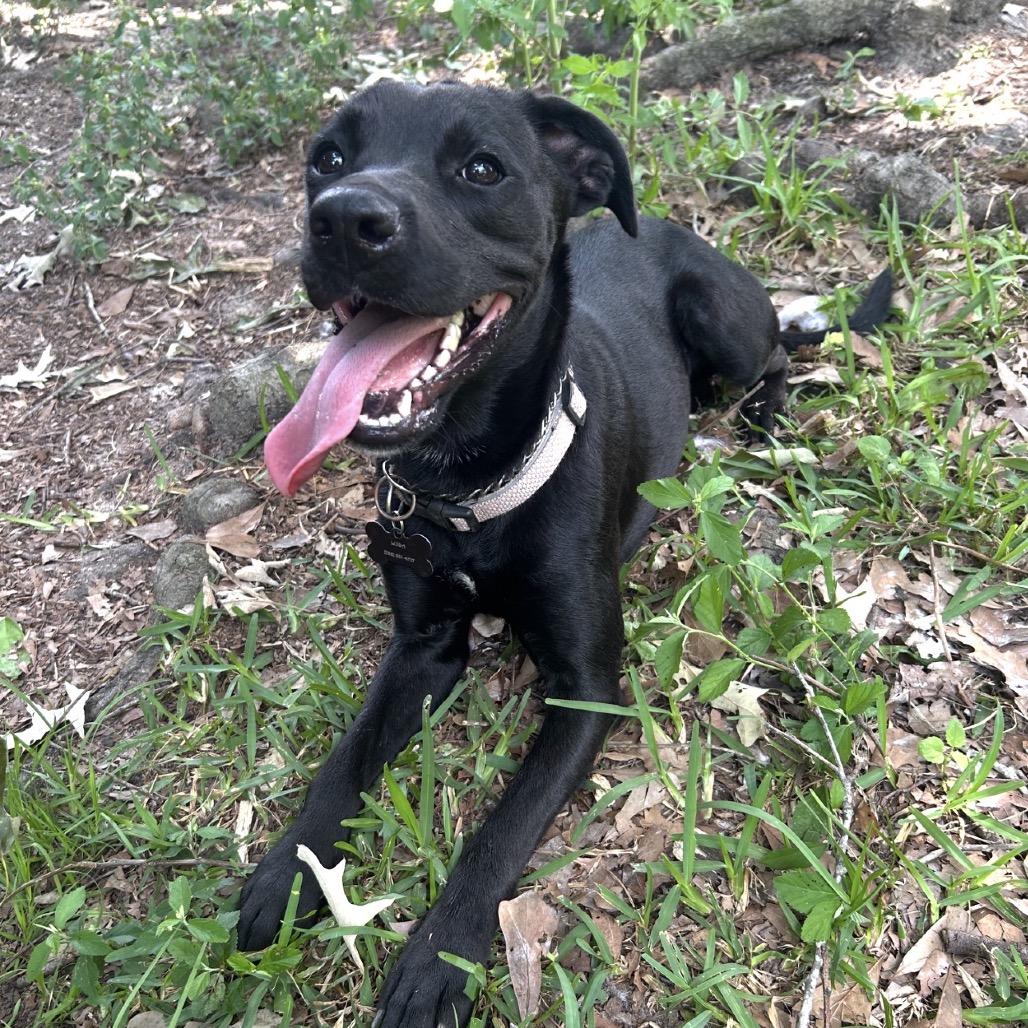 Louisa, a Adoptable mixed breed in Gulfport, MS image 5/6