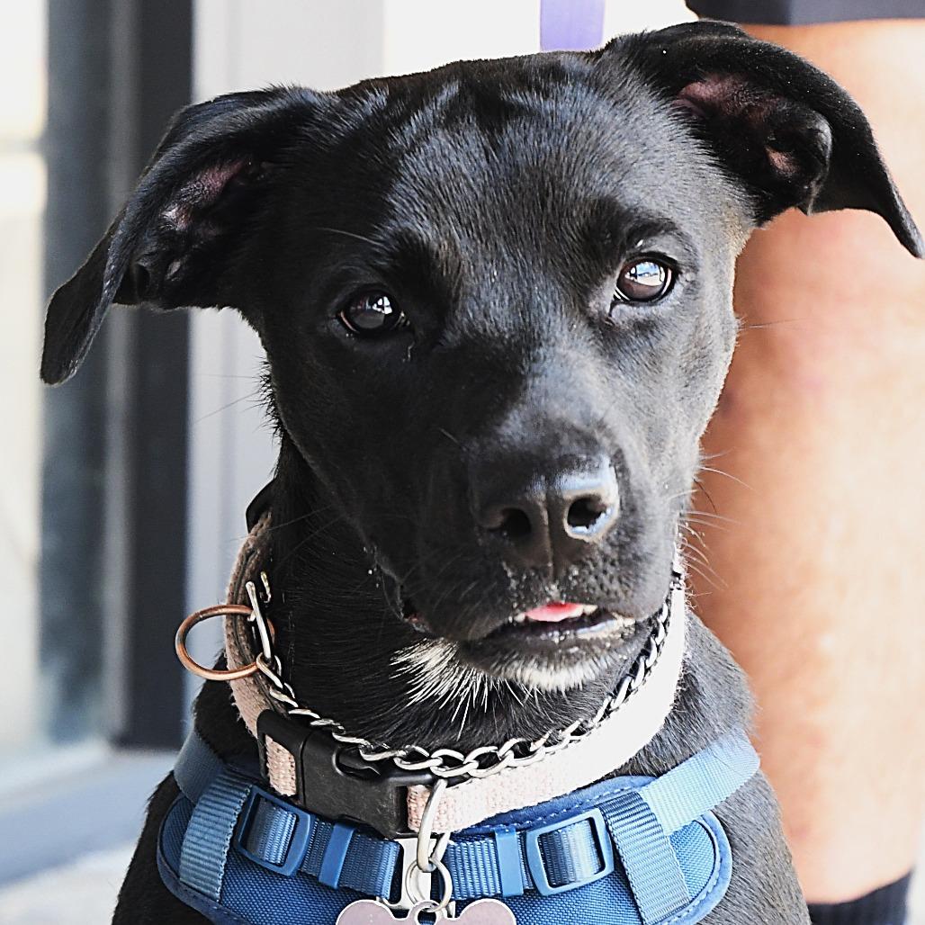 Enlarge Louisa, a Adoptable mixed breed in Gulfport, MS image 5/6