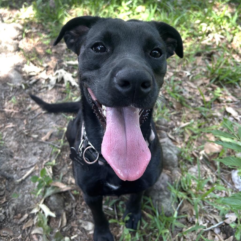 Louisa, a Adoptable mixed breed in Gulfport, MS image 6/6