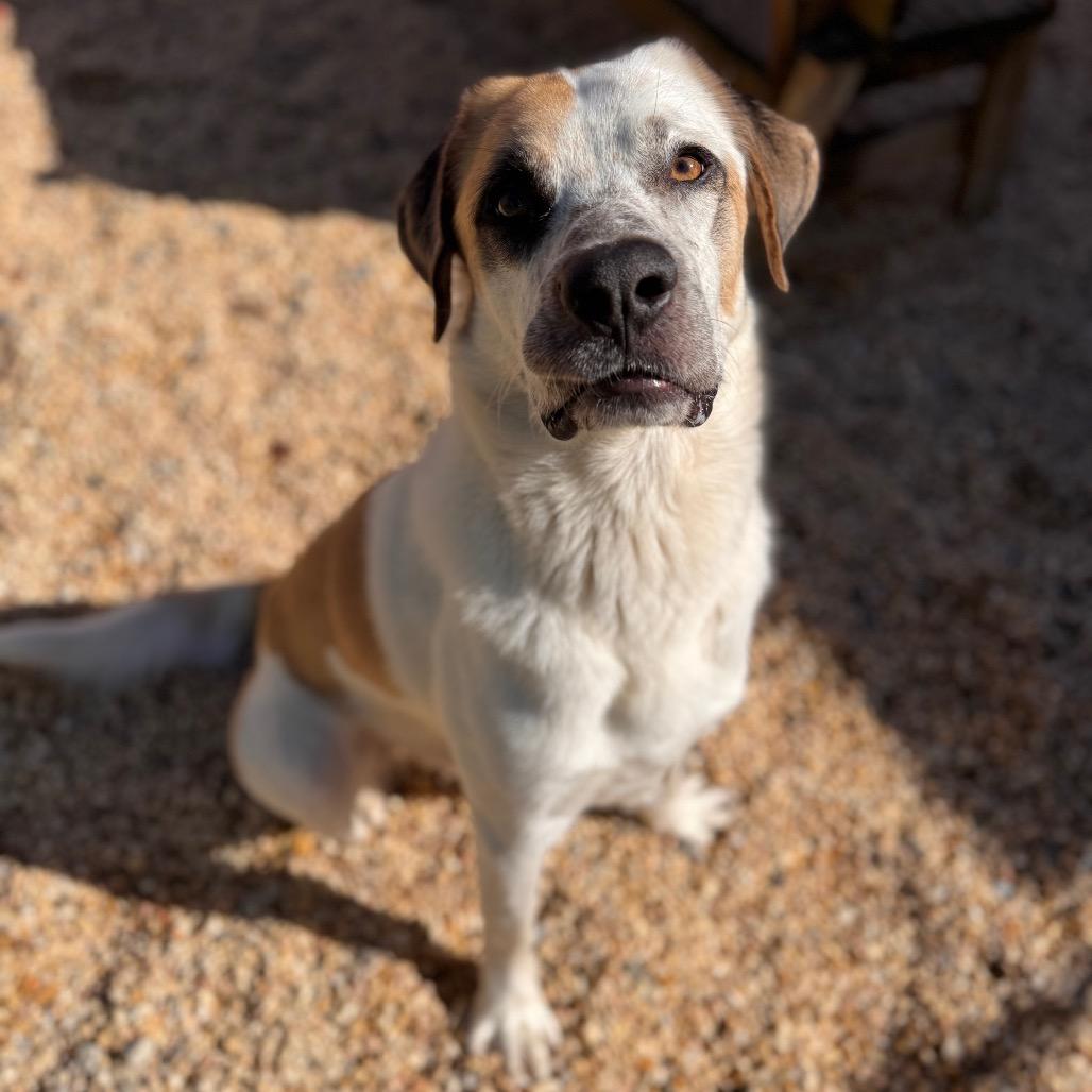 Enlarge Bob, a Adoptable Labrador Retriever in Newark, NJ image 1/6