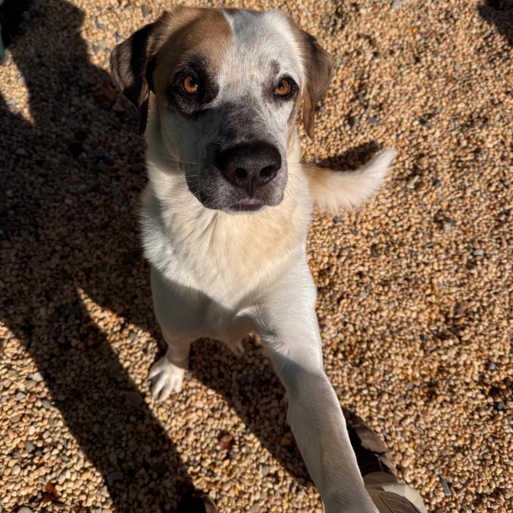 Enlarge Bob, a Adoptable Labrador Retriever in Newark, NJ image 2/6