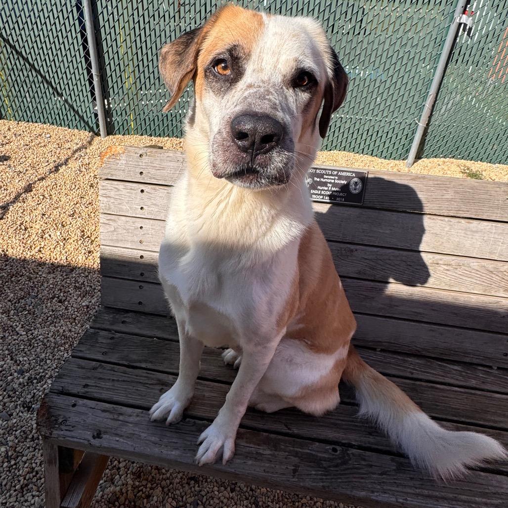 Enlarge Bob, a Adoptable Labrador Retriever in Newark, NJ image 3/6