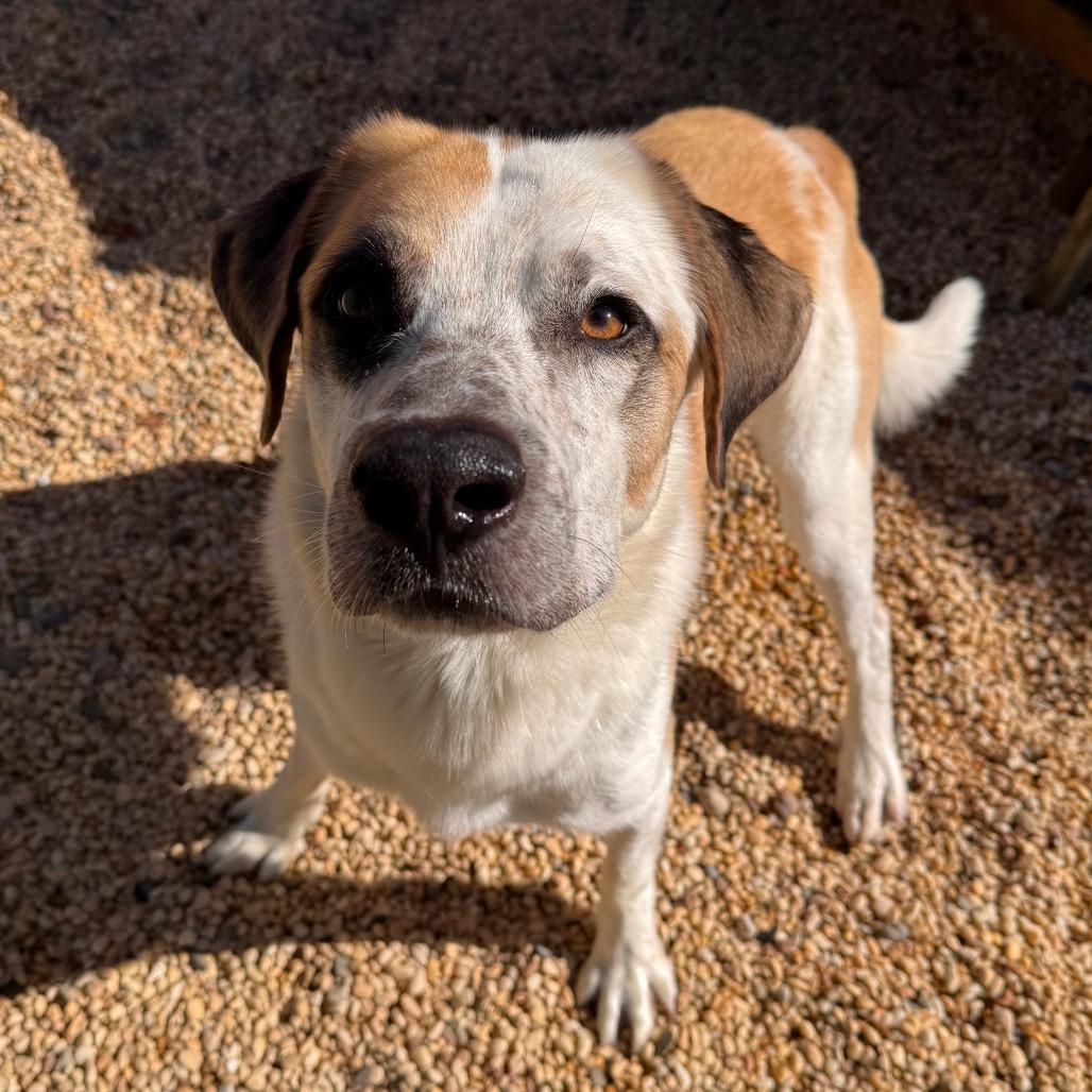 Enlarge Bob, a Adoptable Labrador Retriever in Newark, NJ image 4/6
