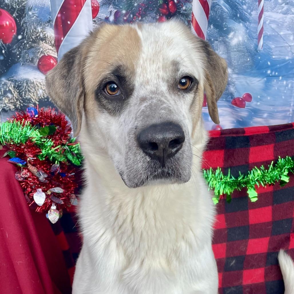 Enlarge Bob, a Adoptable Labrador Retriever in Newark, NJ image 5/6