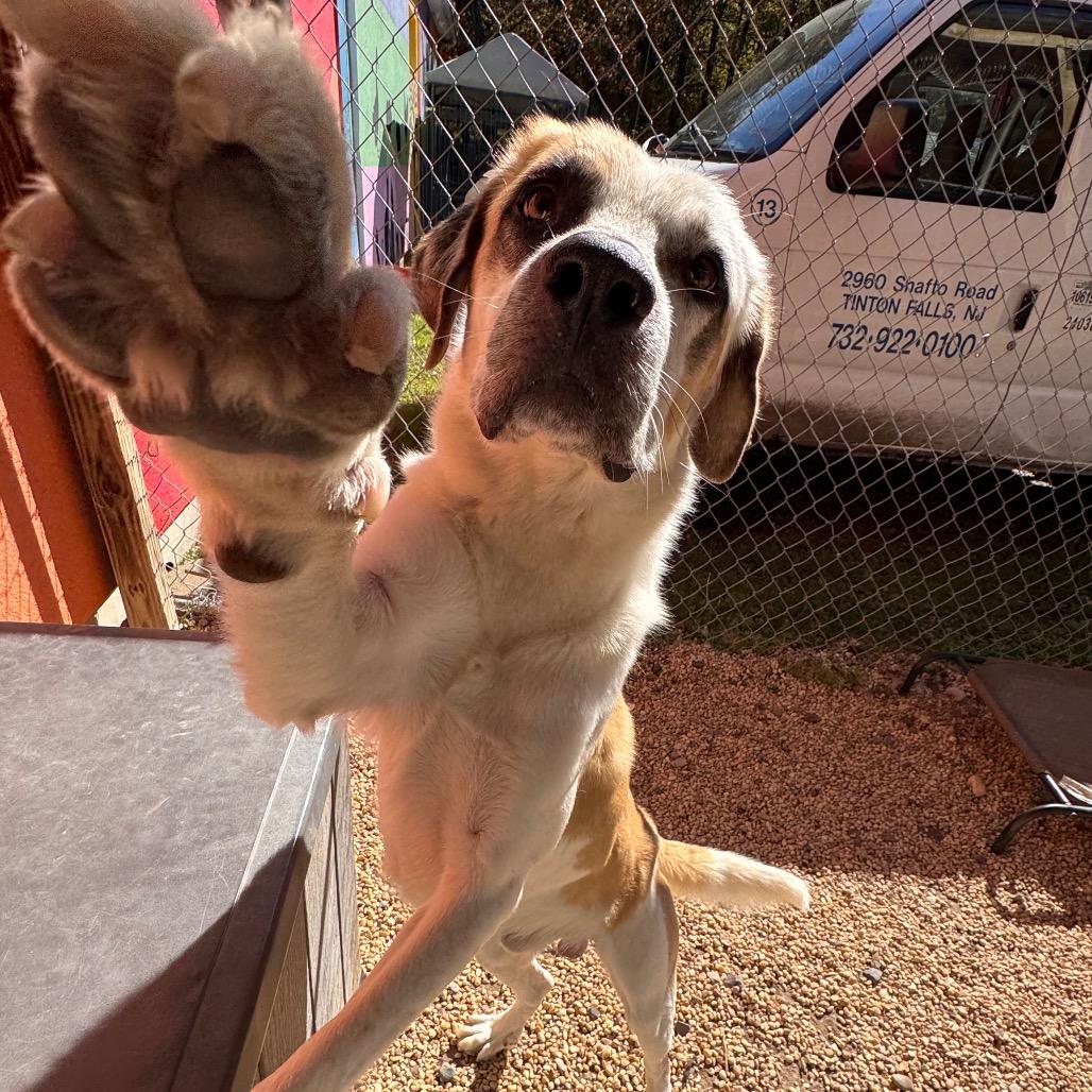 Enlarge Bob, a Adoptable Labrador Retriever in Newark, NJ image 6/6