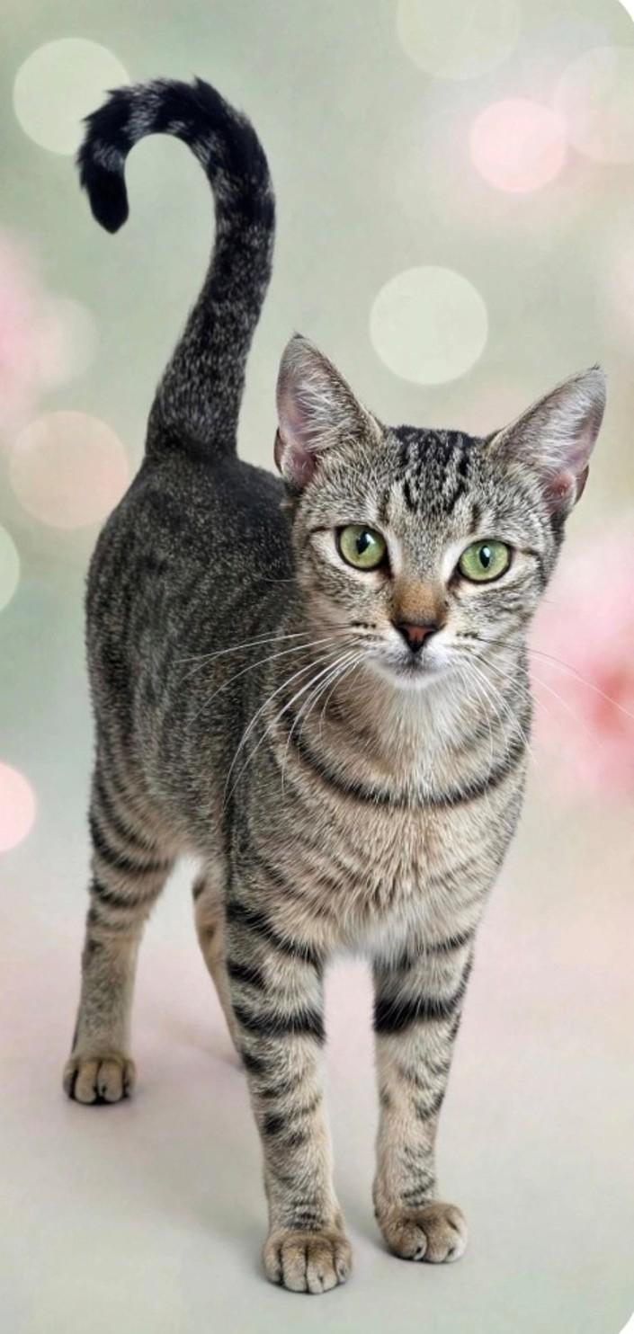Mabel, Adoptable, Young Female Domestic Short Hair.
