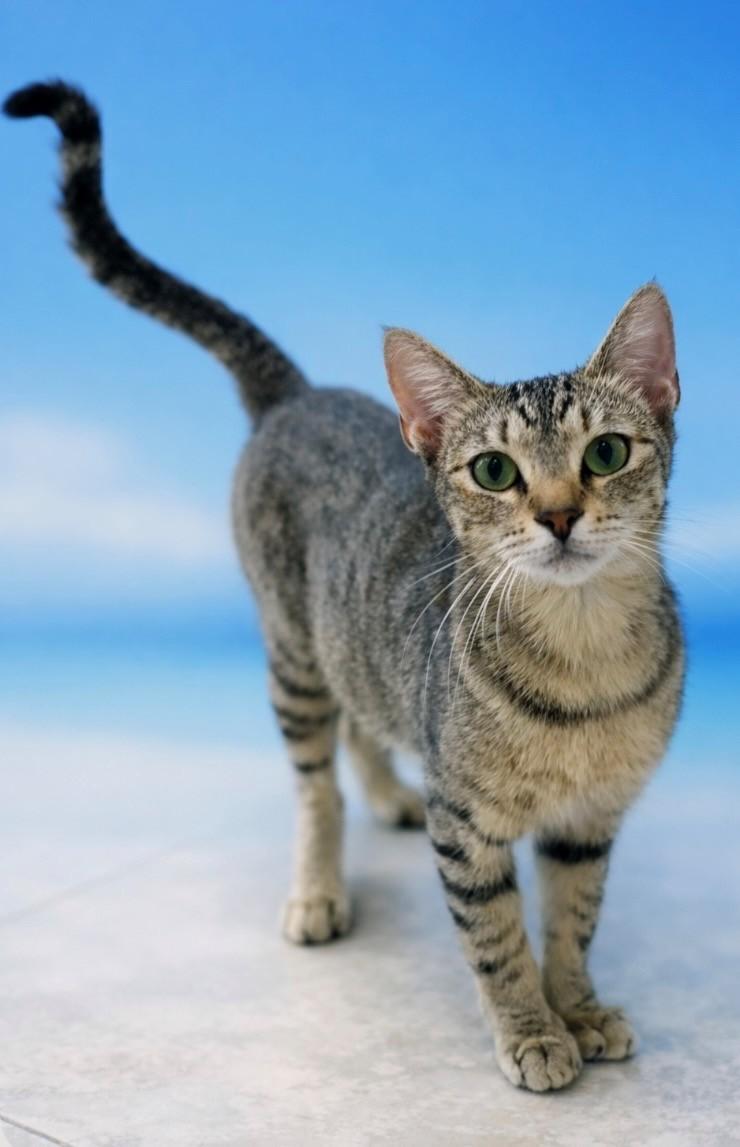Mabel, a ADOPTABLE Domestic Short Hair in DELRAY Beach, FL image 3/3