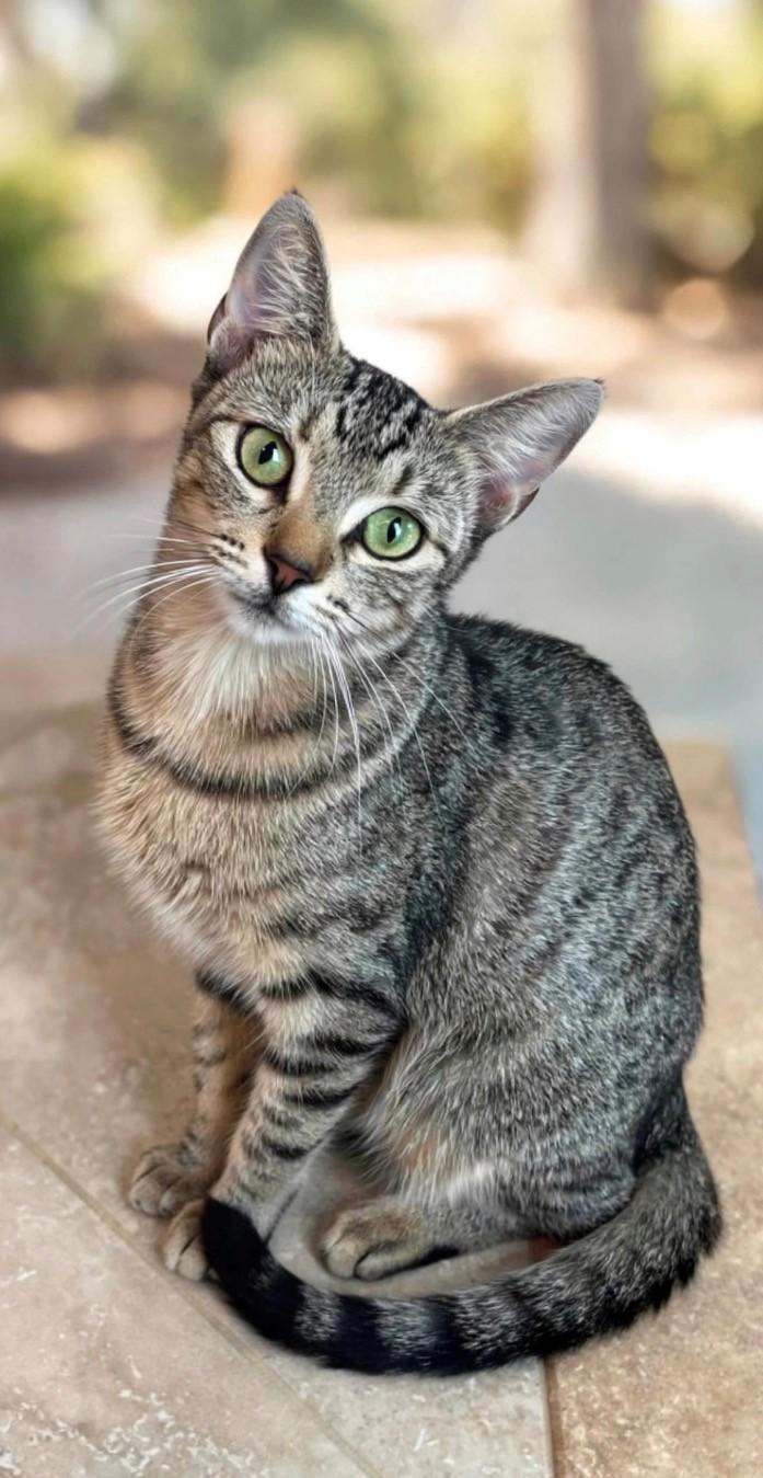 Mabel, ADOPTABLE, Young Female Domestic Short Hair.