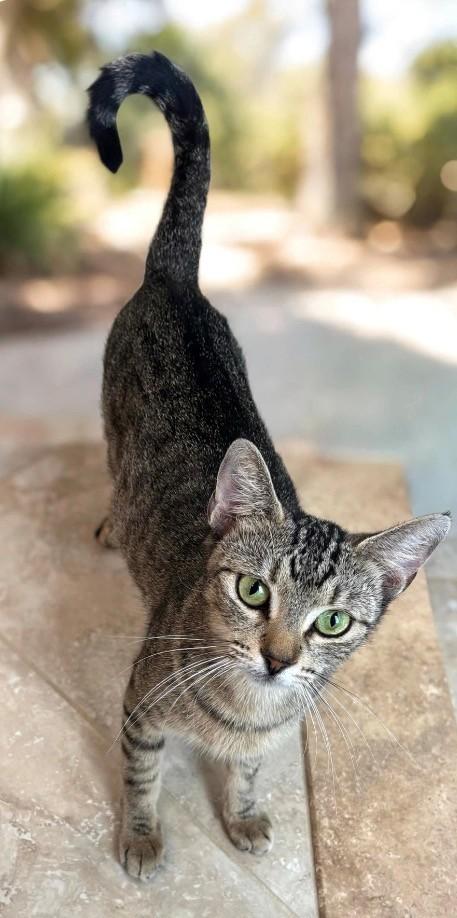 Mabel, a ADOPTABLE Domestic Short Hair in DELRAY Beach, FL image 2/3