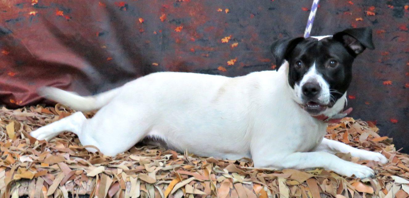 Rosa, Adoptable, Adult Female Pit Bull Terrier.