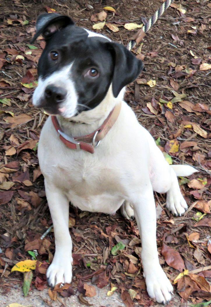 Enlarge Rosa, a Adoptable mixed breed in Lexington, VA image 3/4