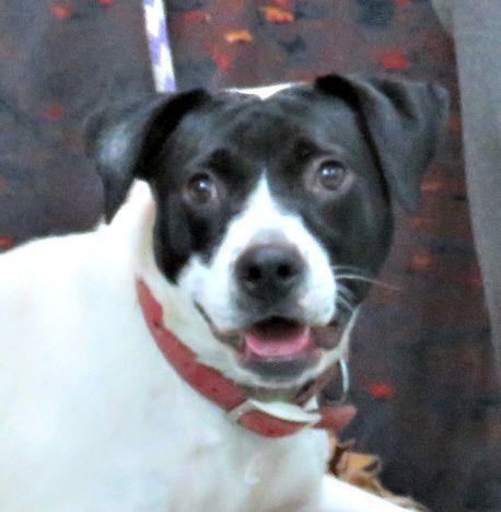 Enlarge Rosa, a Adoptable mixed breed in Lexington, VA image 2/4