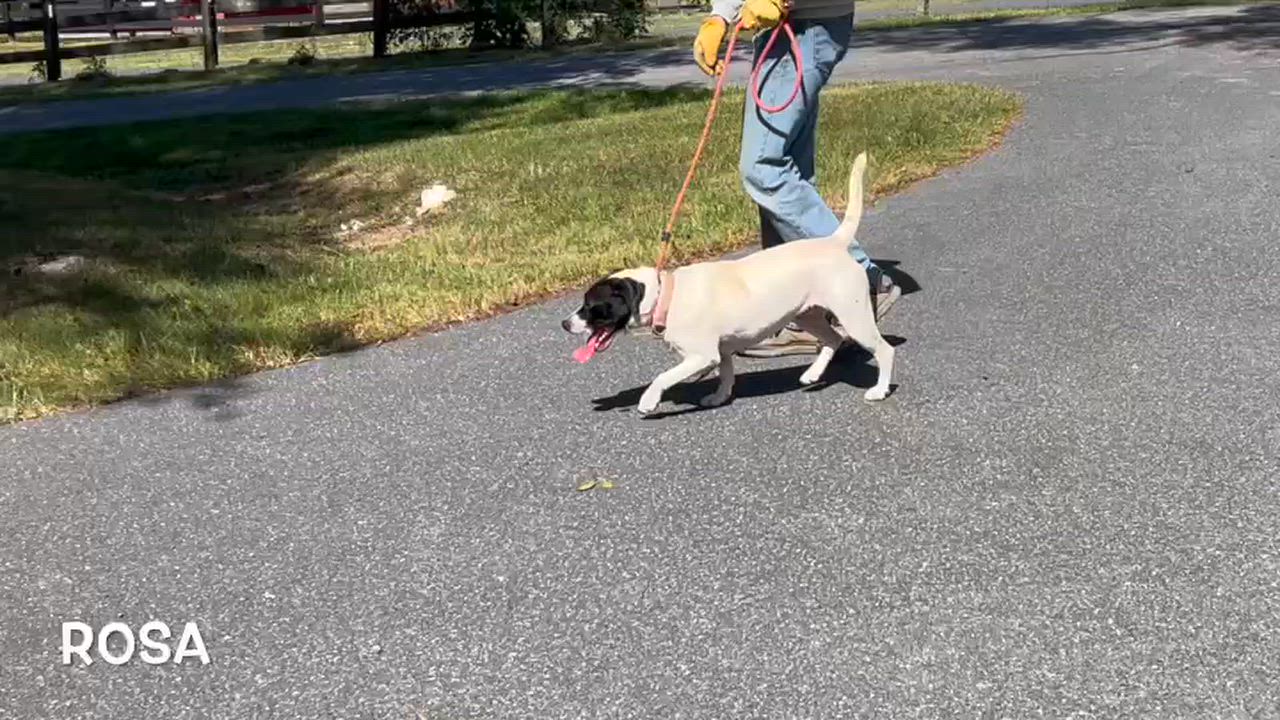 Enlarge Rosa, a Adoptable mixed breed in Lexington, VA video 4/4