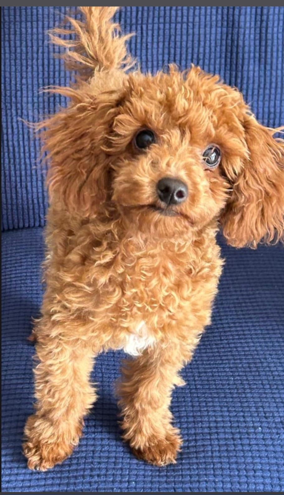Loki, ADOPTABLE, Puppy Male Poodle (Toy).