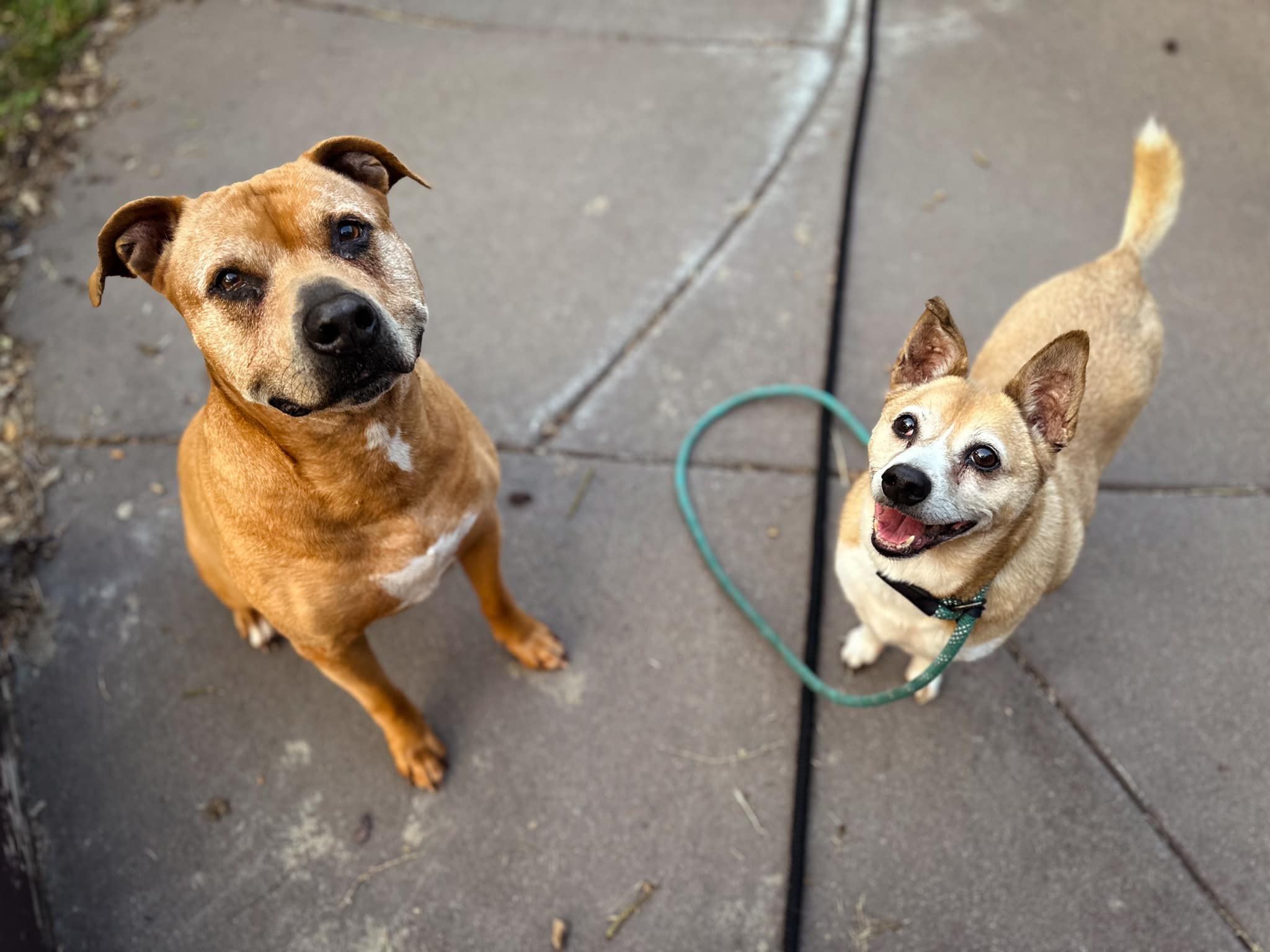 Enlarge CASH & TANGO, a Adopted mixed breed in Galesburg, IL image 1/1