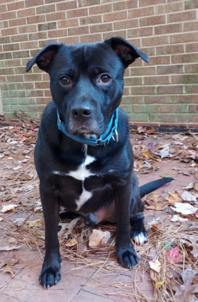 Enlarge Mitch, a Adopted mixed breed in Raleigh, NC image 1/4