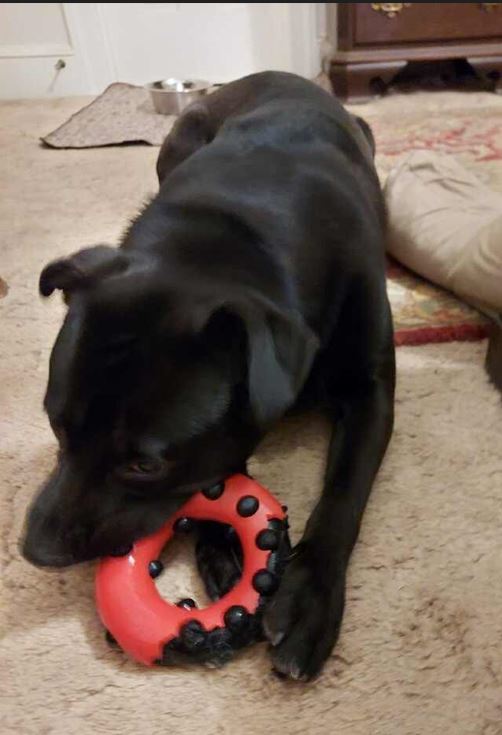 Enlarge Mitch, a Adopted mixed breed in Raleigh, NC image 4/4