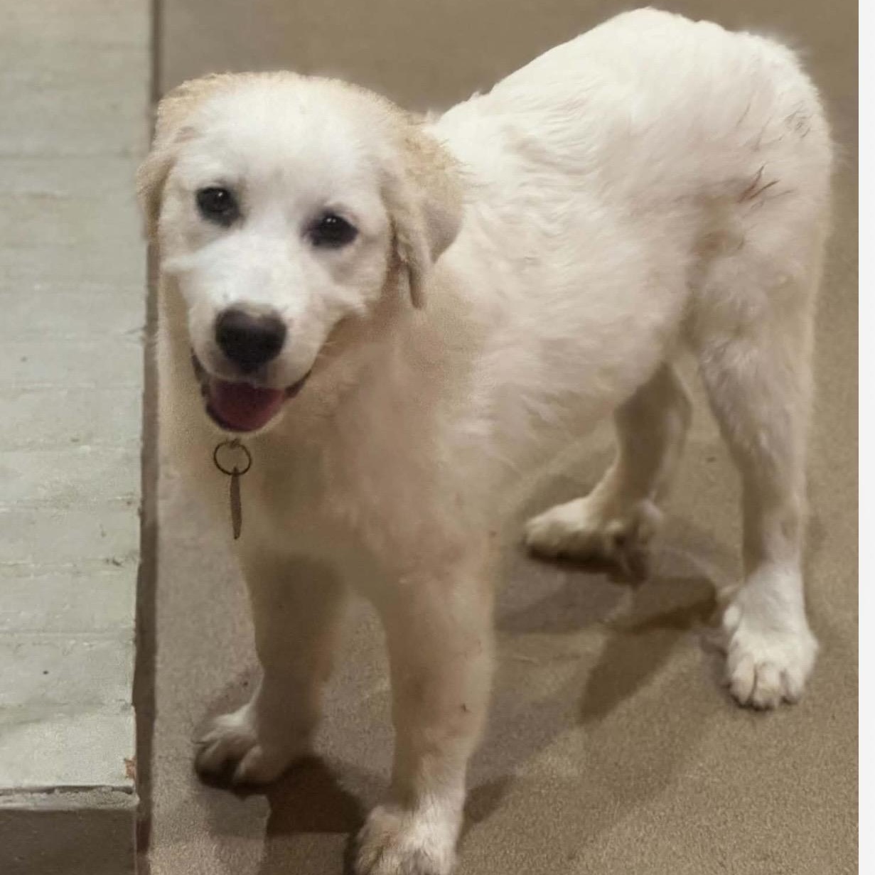 Enlarge April, a Adoptable Great Pyrenees in New Rochelle, NY image 4/4