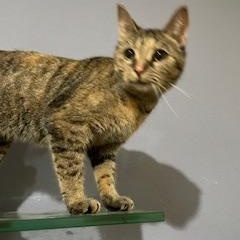 Mathilda, a Adoptable mixed breed in Houston, TX image 2/5