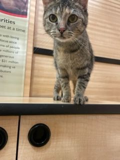 Mathilda, a Adoptable mixed breed in Houston, TX image 3/5