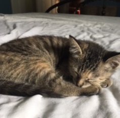 Mathilda, a Adoptable mixed breed in Houston, TX image 4/5