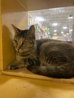 Mathilda, a Adoptable mixed breed in Houston, TX image 5/5