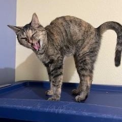 Mathilda, Adoptable, Adult Female Domestic Short Hair & Torbie.